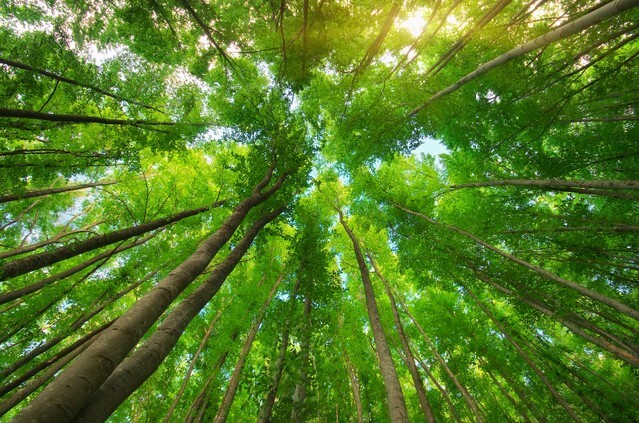 Into the forest